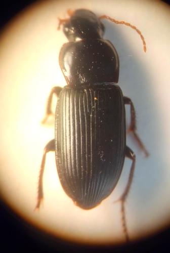 Harpalus attenuatus